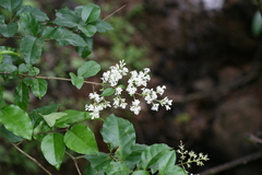 Ligustrum perrottetii